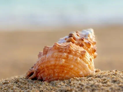 Protect Your Softness: An Emotional Boundaries Practice