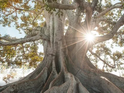 Protection And Grounding With Mother Earth