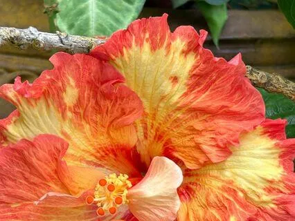 Protection Meditation 7 Minutes