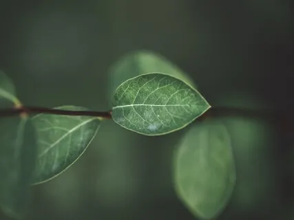 Coronavirus Protective Shield