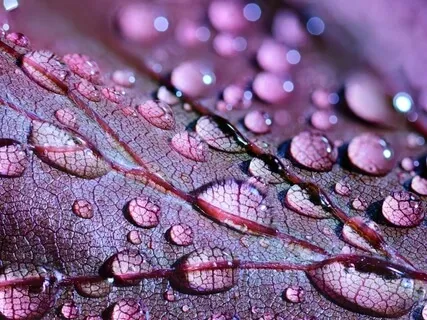 Проживая Мечту