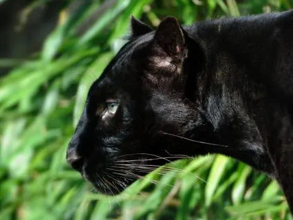 Prudence Affirmations