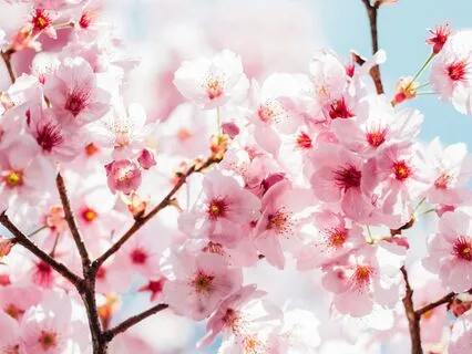 Prunus - 432Hz Music For Focus & Relaxation