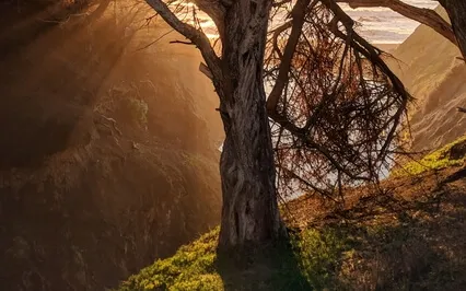 Psalm 1: A Lectio Divina