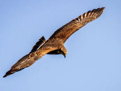 Psalm 103: A Lectio Divina