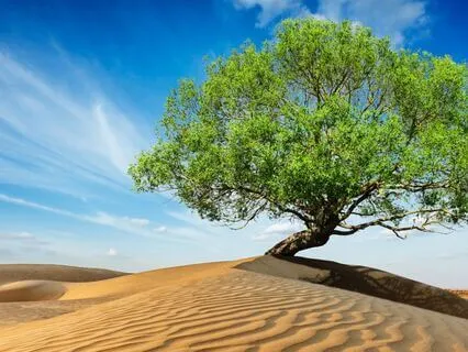 Psalm 107 - The Contemplative Bible Meditation Series