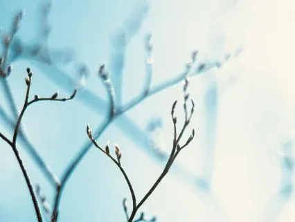 Psalm 117: A Lectio Divina
