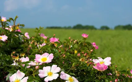 Psalm 118 - A Meditation Psalm & Prayer Of Confidence