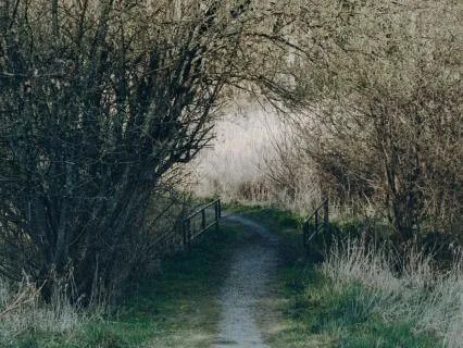 Psalm 118, Part One: A Lectio Divina