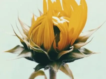 Psalm 119:94 “I am thine, save me” - I Am Safe, I Am Loved Guided Scripture Meditation