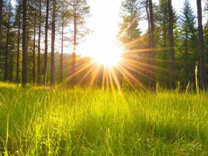 Psalm 132 — A Dwelling Place For Peace