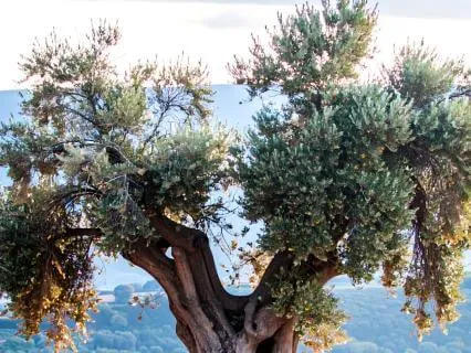 Psalm 135 — Trusting What Endures