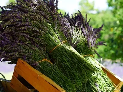 Psalm 20: A Lectio Divina