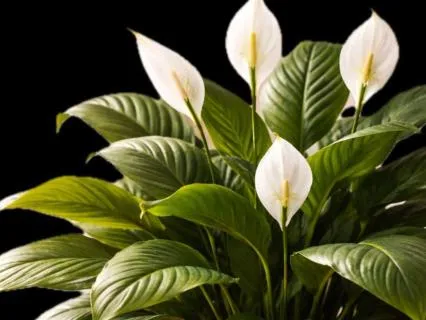 Psalm 23 — A Guided Scripture Reading For Peace And Trust