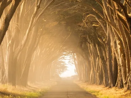 Psalm 28: A Lectio Divina