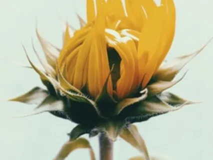 Psalm 32:7 - I Am Safe, I Am Loved Guided Scripture Meditation