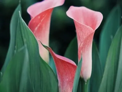 Psalm 36:5-7 - I Am Safe, I Am Loved Guided Scripture Meditation