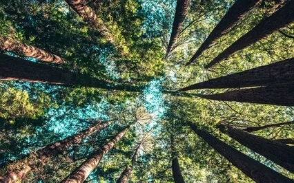 Psalm 36: A Lectio Divina