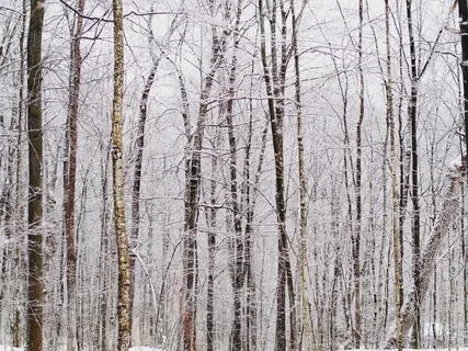 Psalm 4: A Lectio Divina