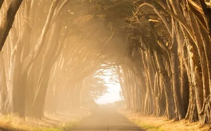 Psalm 45: A Lectio Divina