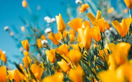 Psalm 49: A Lectio Divina