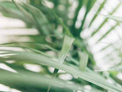 Psalm 50: A Lectio Divina