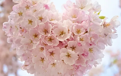 Psalm 51: A Lectio Divina