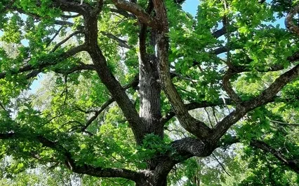 Psalm 52: A Lectio Divina