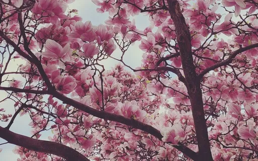 Psalm 54: A Lectio Divina