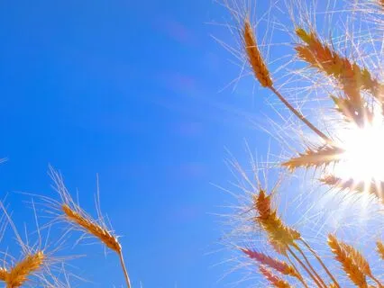 Psalm 65 - The Contemplative Bible Meditation Series