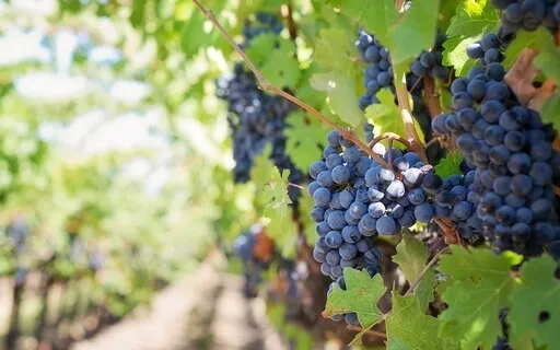 Psalm 72: A Lectio Divina