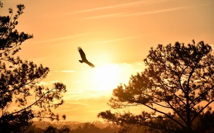 Psalm 75: A Lectio Divina