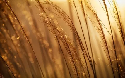 Psalm 76: A Lectio Divina