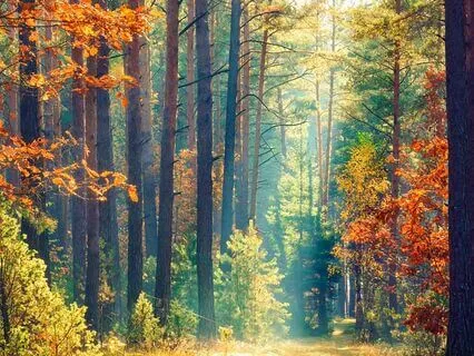 Psalm 79 - The Contemplative Bible Meditation Series