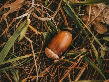 Psalm 80: A Lectio Divina