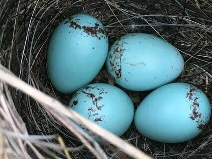 Psalm 84: A Lectio Divina