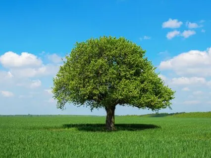 Psalm 88 - The Contemplative Bible Meditation Series