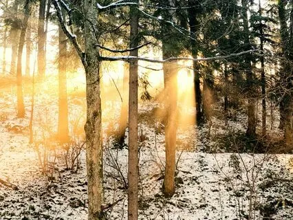 Psalm 92: A Lectio Divina