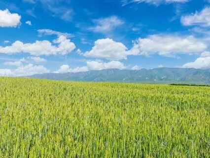 Psalm 95 - The Contemplative Bible Meditation Series