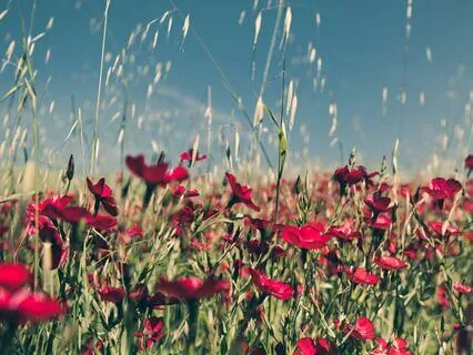 Psalm 98: A Lectio Divina