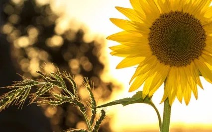 Psalms Of Summer: Be Still And Know