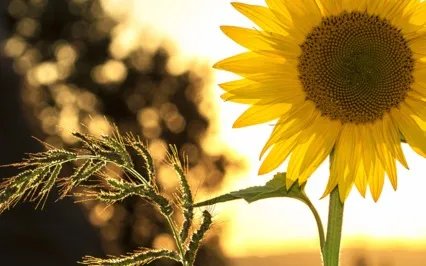 Psalms Of Summer: Beloved