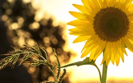 Psalms Of Summer: Harkening Deer