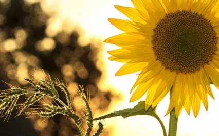 Psalms Of Summer: Planted By Streams Of Living Water