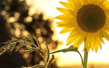 Psalms Of Summer: The Day YHWH Has Made