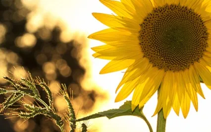 Psalms Of Summer: The Divine Love Song