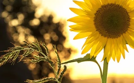 Psalms Of Summer: The House That YHWH Built