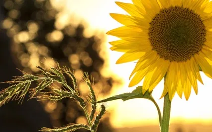 Psalms Of Summer: The Marvels Of The Heavens