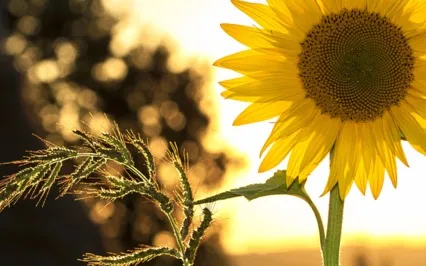 Psalms Of Summer: The Refuge Will Never Leave