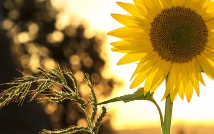 Psalms Of Summer: The Rivers Of Eden